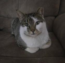 Lost Male Cat last seen Flintridge and El Camino , Colorado Springs, CO 80918
