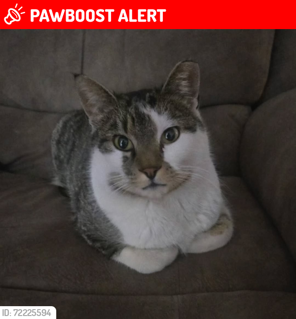 Lost Male Cat last seen Flintridge and El Camino , Colorado Springs, CO 80918