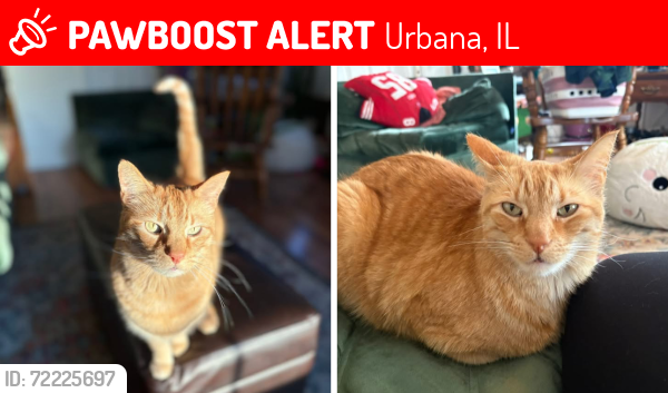 Lost Male Cat last seen Kinch & Florida, Urbana, IL 61802