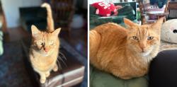Lost Male Cat last seen Kinch & Florida, Urbana, IL 61802