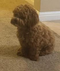Lost Female Dog last seen E Braker LN. Bachman dr, Austin, TX 78754