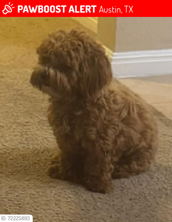 Lost Female Dog last seen E Braker LN. Bachman dr, Austin, TX 78754