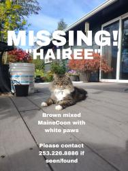 Lost Male Cat last seen 100th & A street, Tacoma, WA 98445