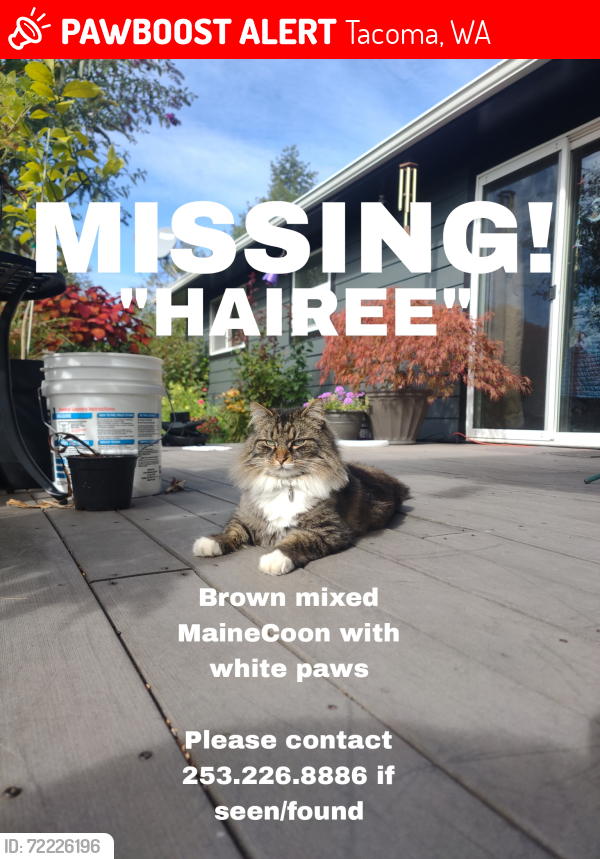 Lost Male Cat last seen 100th & A street, Tacoma, WA 98445