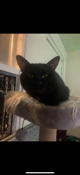Lost Male Cat last seen Elerslie Motel, Edmonton, AB T6W 1H2