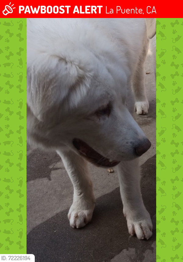 Lost Male Dog last seen Basetdale Avenue, La Puente, CA 91746