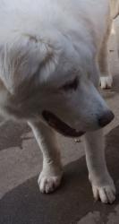 Lost Male Dog last seen Basetdale Avenue, La Puente, CA 91746