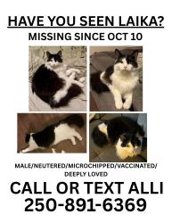 Lost Male Cat last seen Sooke Lake Rd near CRD Water/Goldstream Park, Victoria, BC V9B 4R6