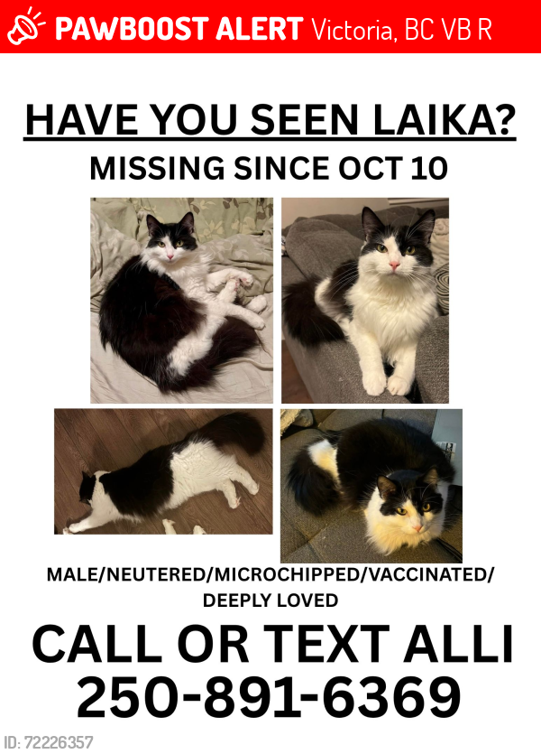 Lost Male Cat last seen Sooke Lake Rd near CRD Water/Goldstream Park, Victoria, BC V9B 4R6