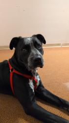 Lost Male Dog last seen Savannah Woods Circle, West Columbia, SC 29170