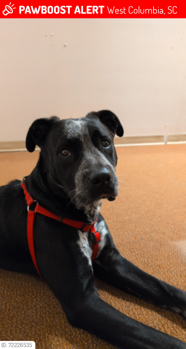 Lost Male Dog last seen Savannah Woods Circle, West Columbia, SC 29170