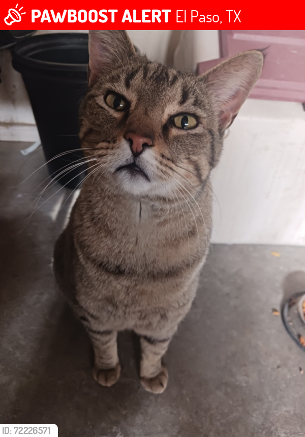 Lost Male Cat last seen Near Broken Bow St., El Paso, TX 79936