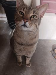 Lost Male Cat last seen Near Broken Bow St., El Paso, TX 79936