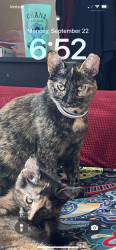 Lost Female Cat last seen 64/ Lorel, Chicago, IL 60638