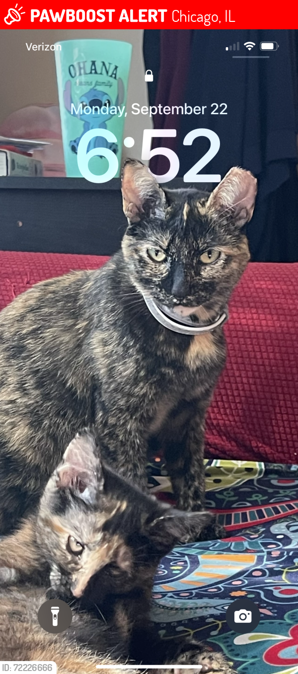 Lost Female Cat last seen 64/ Lorel, Chicago, IL 60638