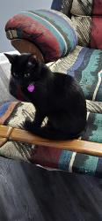 Lost Female Cat last seen Near E Bethlehem RD, Doyle, TN 38559