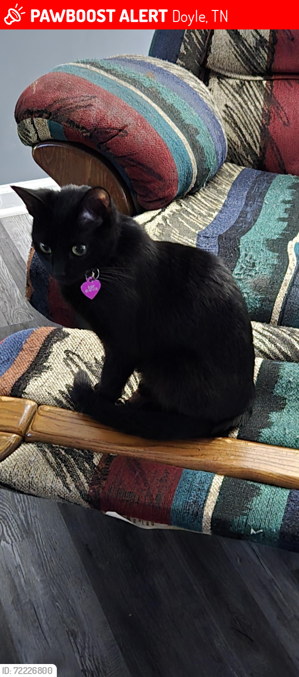 Lost Female Cat last seen Near E Bethlehem RD, Doyle, TN 38559
