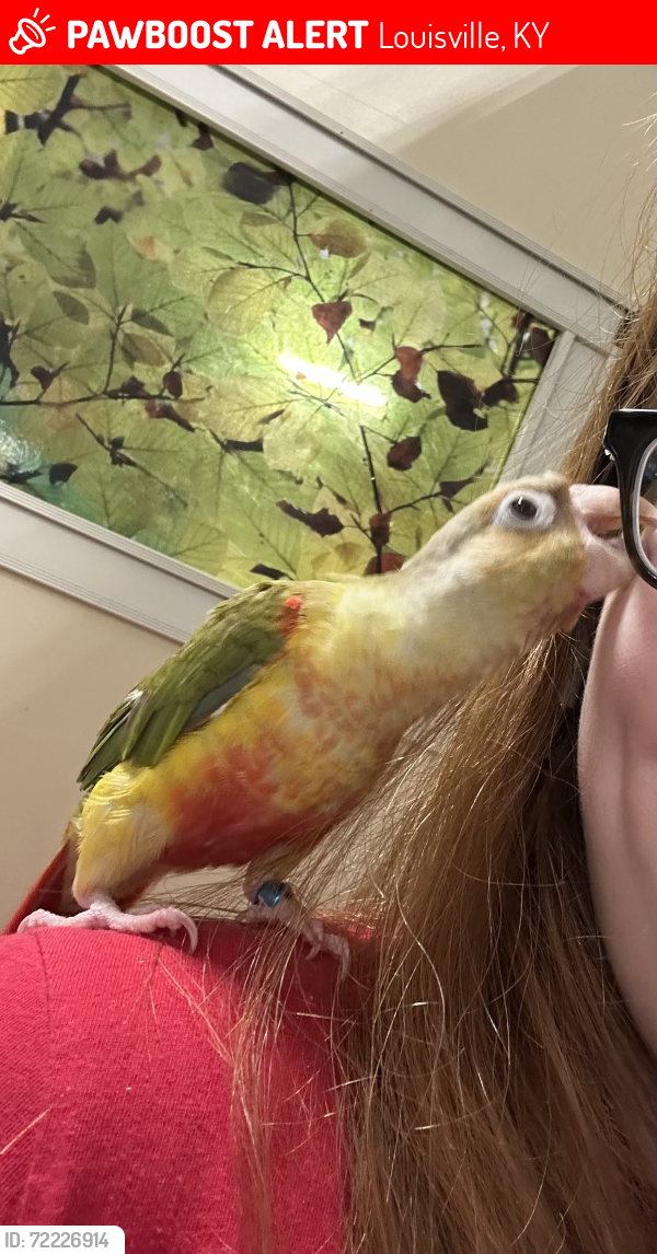 Lost Female Bird last seen Petsmart , Louisville, KY 40219