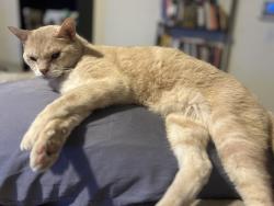 Lost Male Cat last seen Homedale and Montana, Caldwell, ID 83607