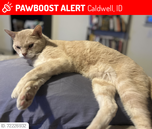 Lost Male Cat last seen Homedale and Montana, Caldwell, ID 83607