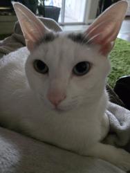 Lost Male Cat last seen Highway 65 and Highway A, Jackson No. 1 Township, MO 65757