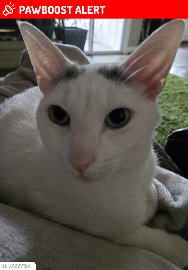 Lost Male Cat last seen Highway 65 and Highway A, Jackson No. 1 Township, MO 65757
