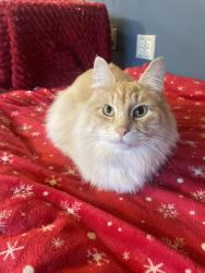 Lost Male Cat last seen Union Mine Rd / Willow Street, El Dorado, Diamond Springs, CA 95623