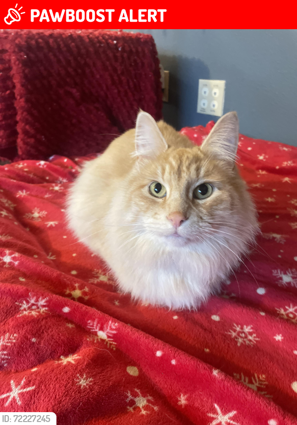 Lost Male Cat last seen Union Mine Rd / Willow Street, El Dorado, Diamond Springs, CA 95623