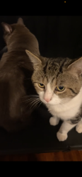 Lost Male Cat last seen Meadow Ridge & Caton Ridge , Plainfield, IL 60586