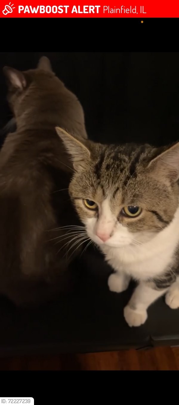Lost Male Cat last seen Meadow Ridge & Caton Ridge , Plainfield, IL 60586