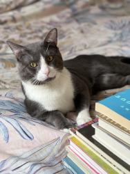 Lost Male Cat last seen 42nd & Russsell, Minneapolis, MN 55412