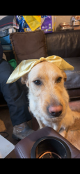 Lost Female Dog last seen Ferelles bridge rd, Franklin County, NC 27549