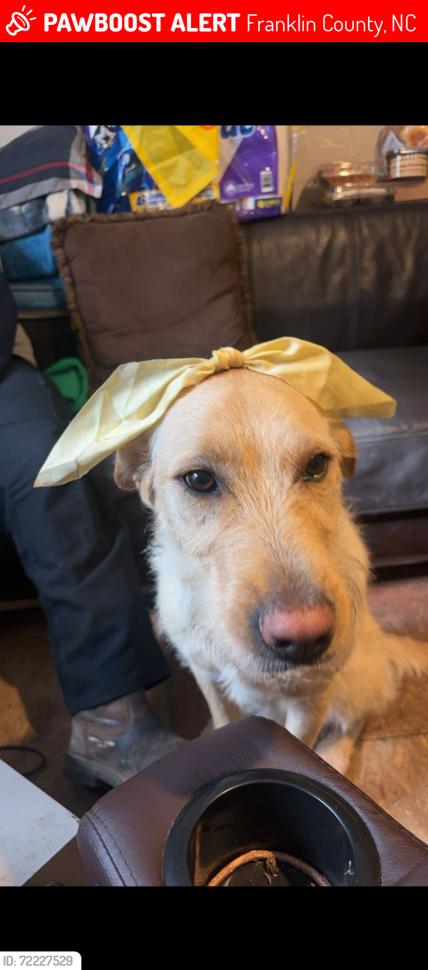 Lost Female Dog last seen Ferelles bridge rd, Franklin County, NC 27549
