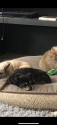 Lost Female Dog last seen Miller Ave. baseline Ave. , Fontana, CA 92336