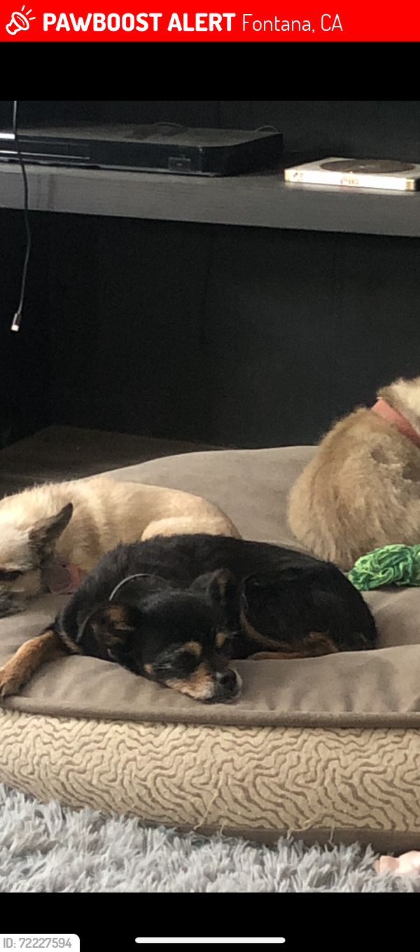 Lost Female Dog last seen Miller Ave. baseline Ave. , Fontana, CA 92336