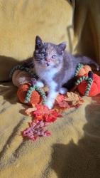 Lost Female Cat last seen Salisbury Walk/Girdlestone est , Archway, England N19 5DX