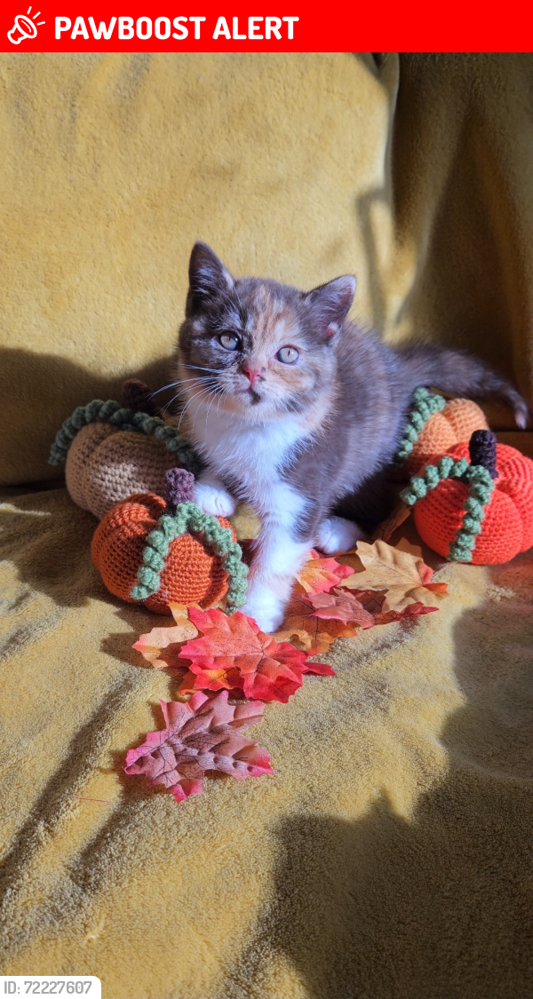 Lost Female Cat last seen Salisbury Walk/Girdlestone est , Archway, England N19 5DX