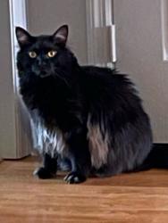 Lost Male Cat last seen Winegars , Clearfield, UT 84015