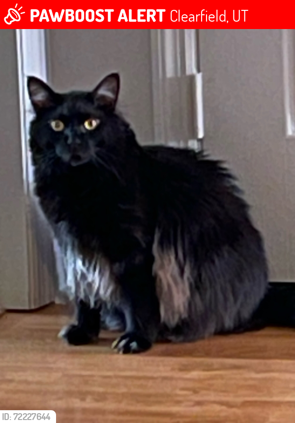 Lost Male Cat last seen Winegars, Clearfield, UT 84015