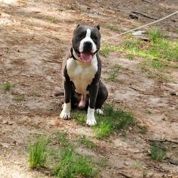 Reunited Male Dog last seen Scruggs Street West Gastonia , Gastonia, NC 28052