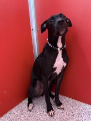 Reunited Male Dog last seen Westfield Village / Sully Station Area, Centreville, VA 20120