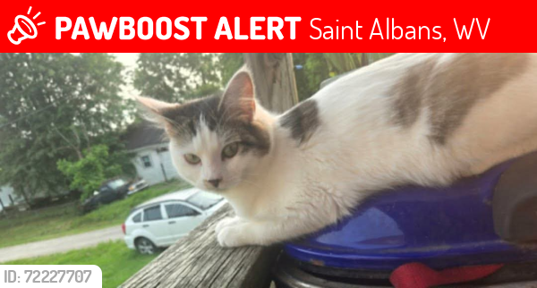 Lost Female Cat last seen James Street & Birch Street right off Coal River Road in St. Albans WV, Saint Albans, WV 25177