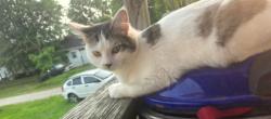 Lost Female Cat last seen James Street & Birch Street right off Coal River Road in St. Albans WV, Saint Albans, WV 25177