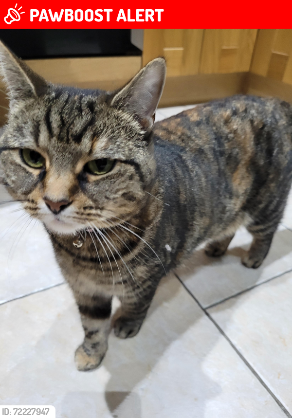 Lost Female Cat last seen At ., Armagh City, Banbridge and Craigavon, Northern Ireland BT71