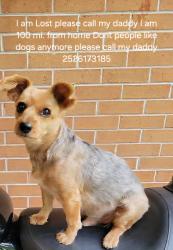 Lost Male Dog last seen Brookway village apmts, Nashville, NC 27856