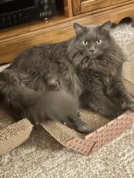 Lost Male Cat last seen Executive ests, Norwalk, OH 44857