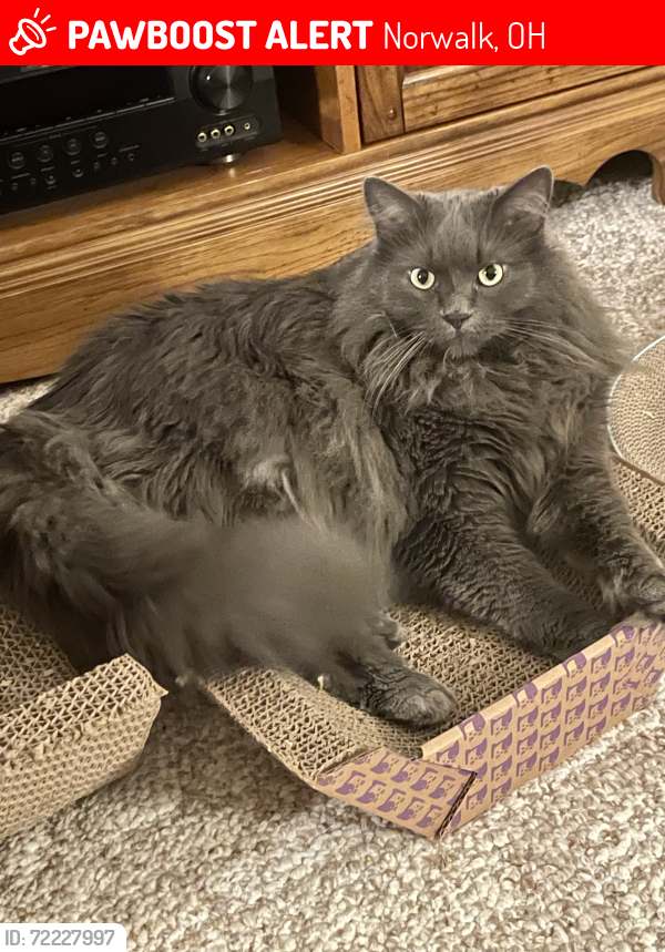 Lost Male Cat last seen Executive ests, Norwalk, OH 44857