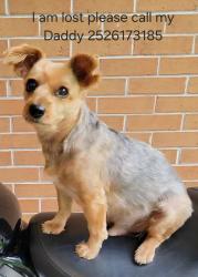 Lost Male Dog last seen Nashville baptist church, Nashville, NC 27856