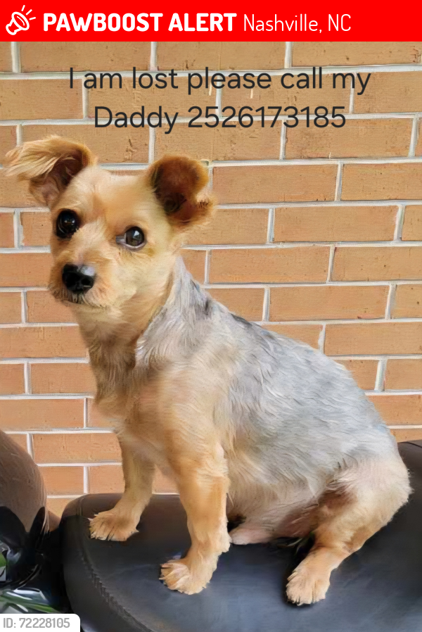 Lost Male Dog last seen Nashville baptist church, Nashville, NC 27856