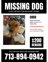 Lost Female Dog last seen W Little York and hempstead, Houston, TX 77041